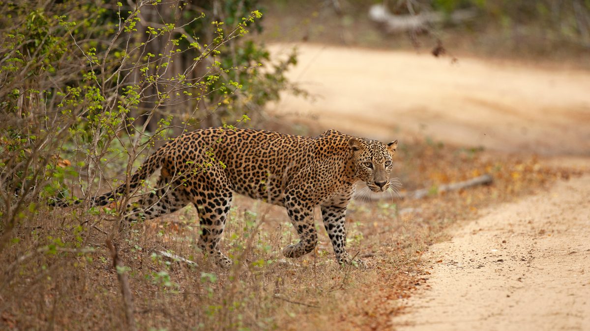 Searching for Wild Leopards: A Guide to Yala National Park Safaris