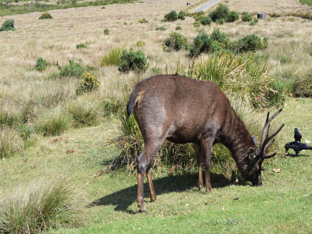 Horton Plains National Park