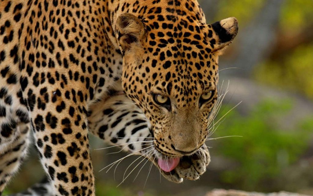 Yala National Park