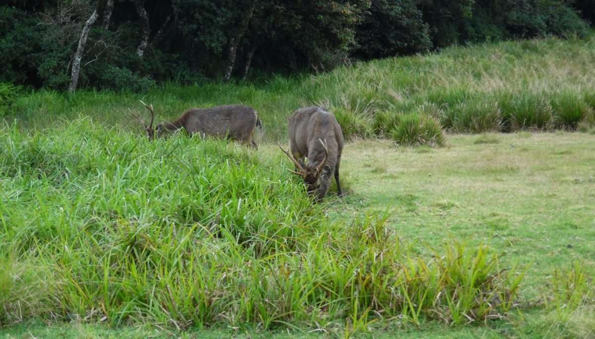 Horton Plains National Park