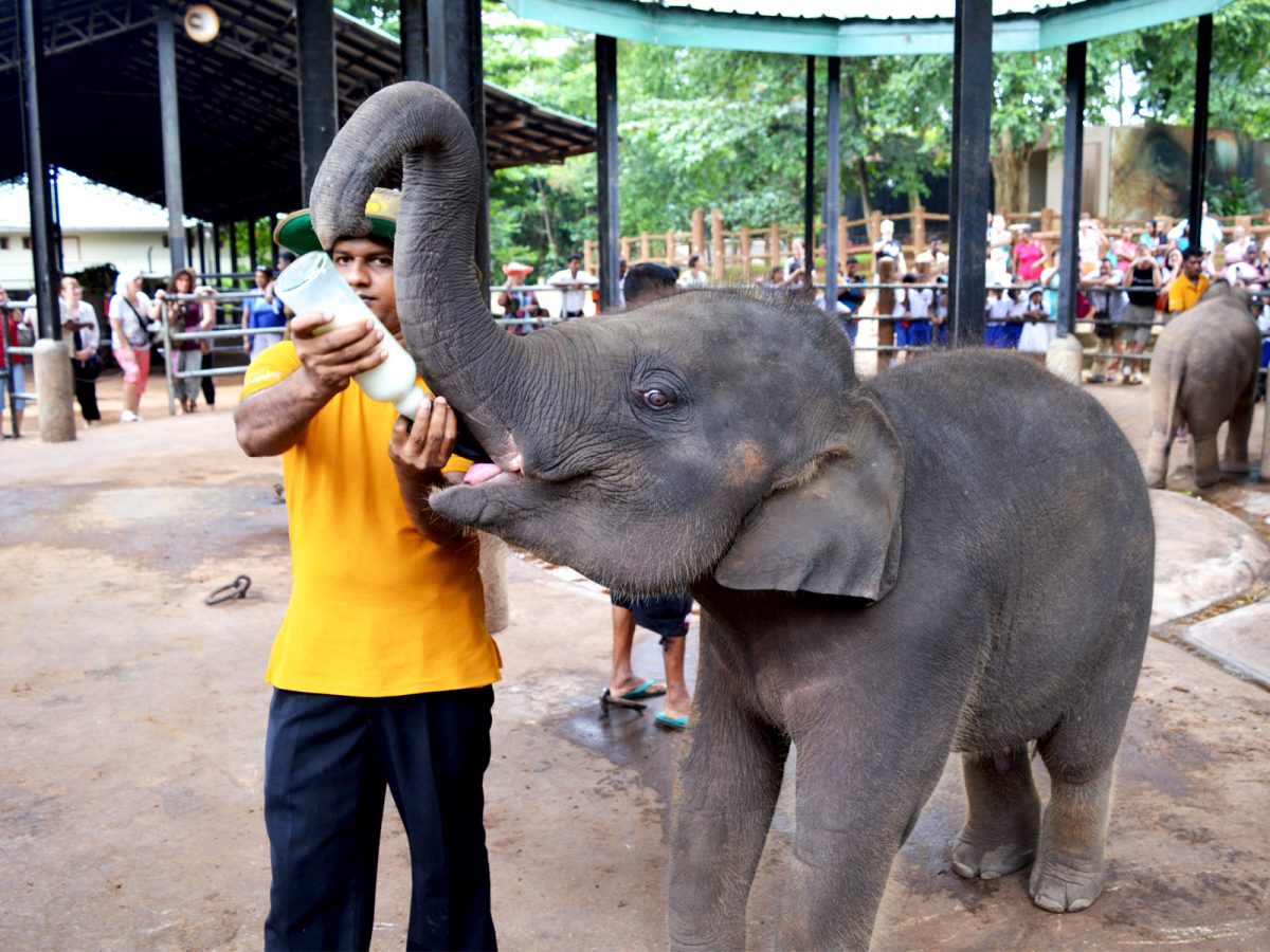 Pinnawala Elephant Orphanage