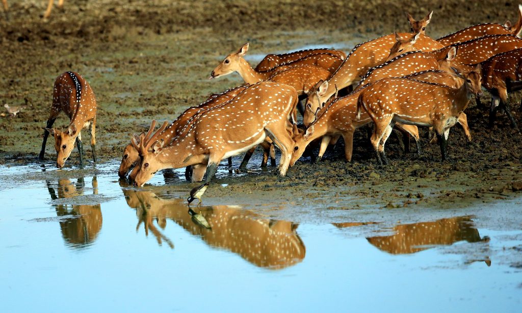 12 Days Culture, Wildlife & Adventure